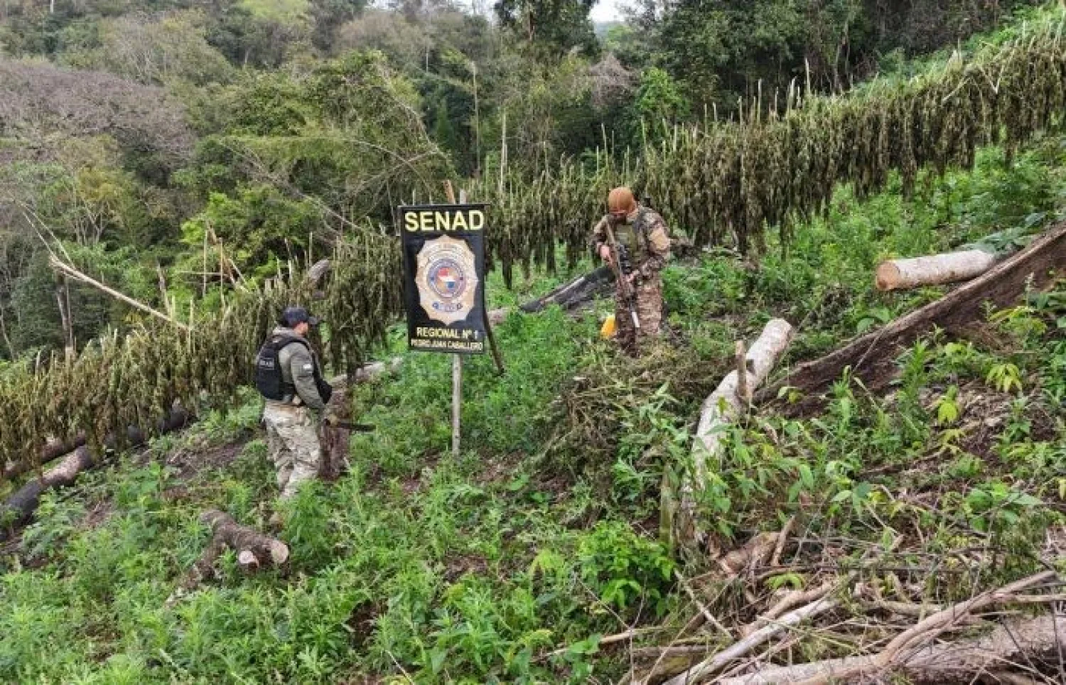 SENAD DESTRUYE CASI 14 TONELADAS DE MARIHUANA Y ELIMINA 3 HECTÁREAS DE CULTIVOS EN CERRO CORÁ
