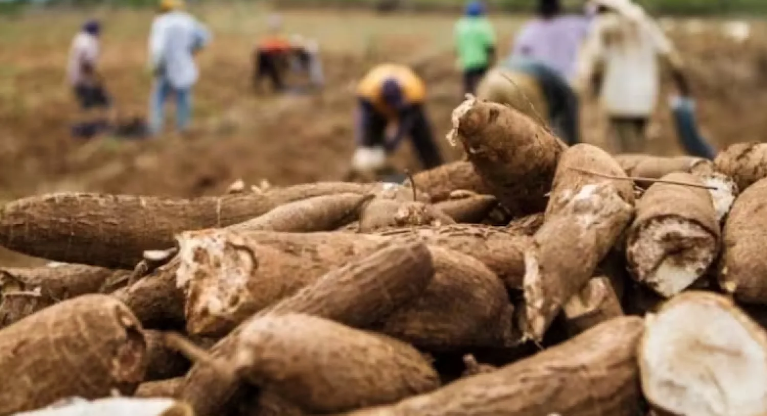 Alerta por la “Escoba de Bruja de la Mandioca”, enfermedad que amenaza a Paraguay