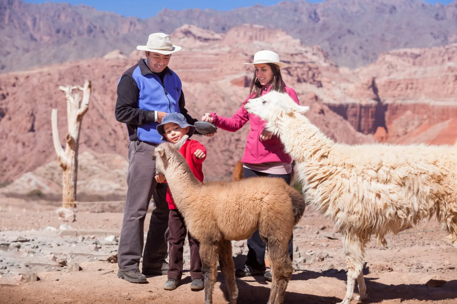 Salta desembarca en nuestro país