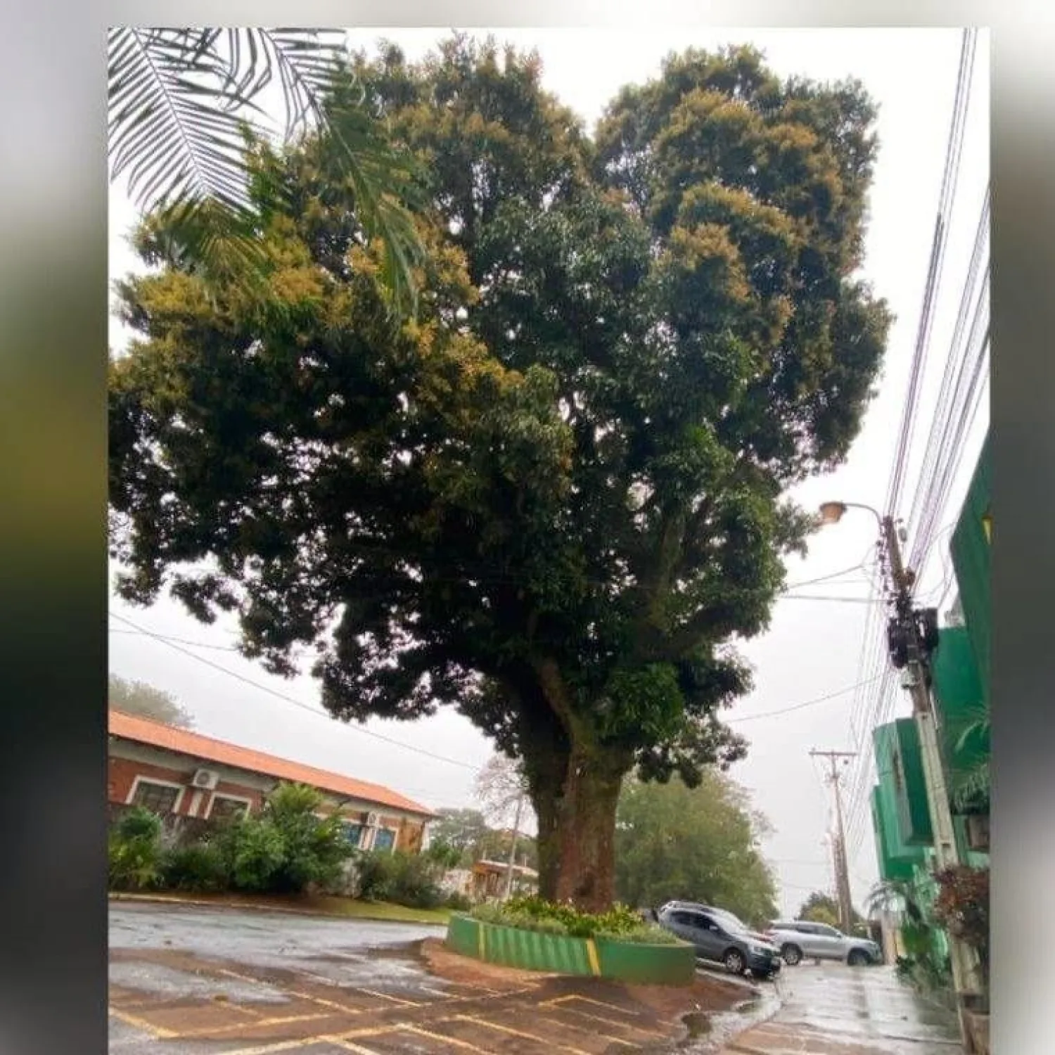 Emblemático árbol de mango del barrio Guaraní participará del  Concurso Colosos de la tierra