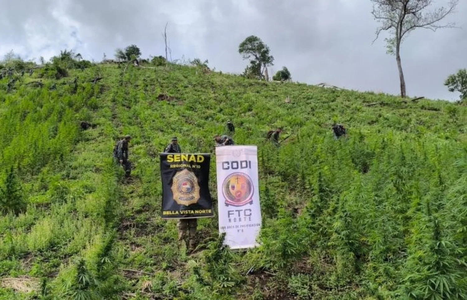 SENAD Y CODI ERRADICAN 46 TONELADAS DE MARIHUANA EN ZONA ESCARPADA DE BELLA VISTA NORTE