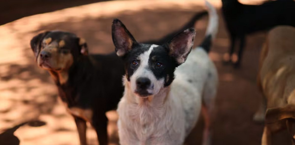 Día Mundial del Perro Adoptado, una oportunidad para cambiar dos vidas