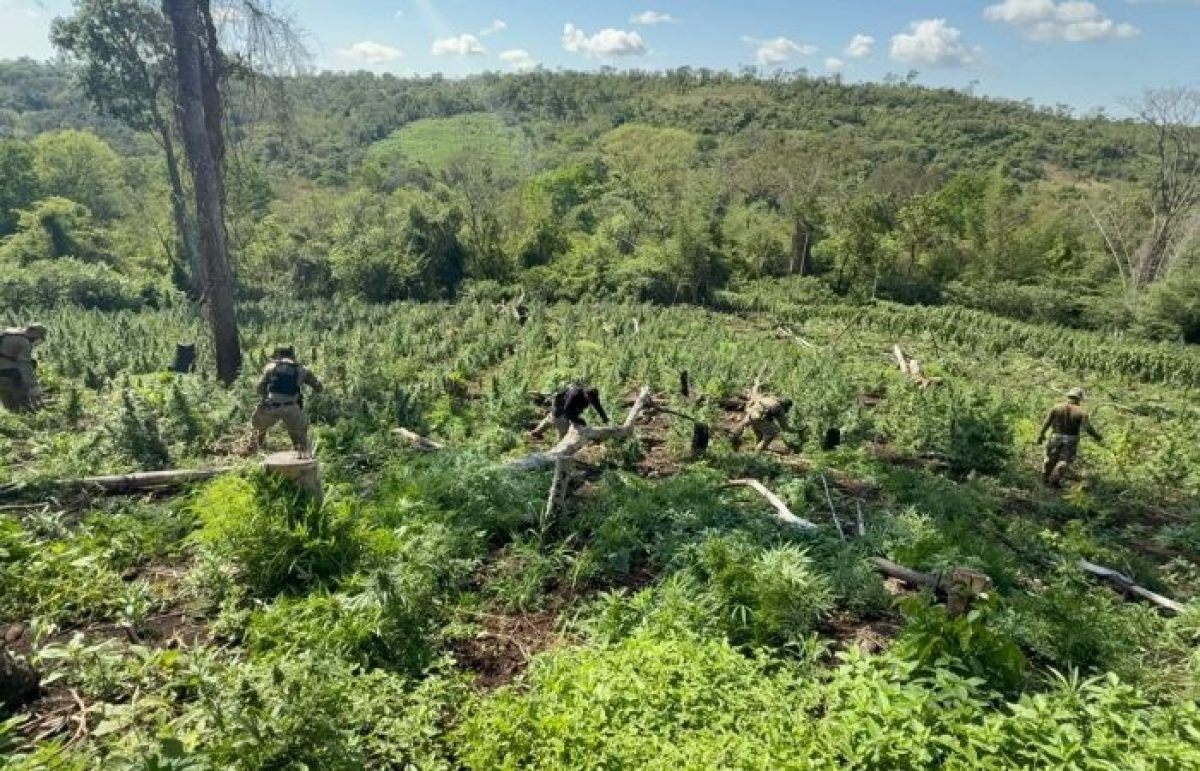 SENAD SACA DE CIRCULACIÓN MÁS DE 28 TONELADAS DE MARIHUANA EN CERRO CORÁ