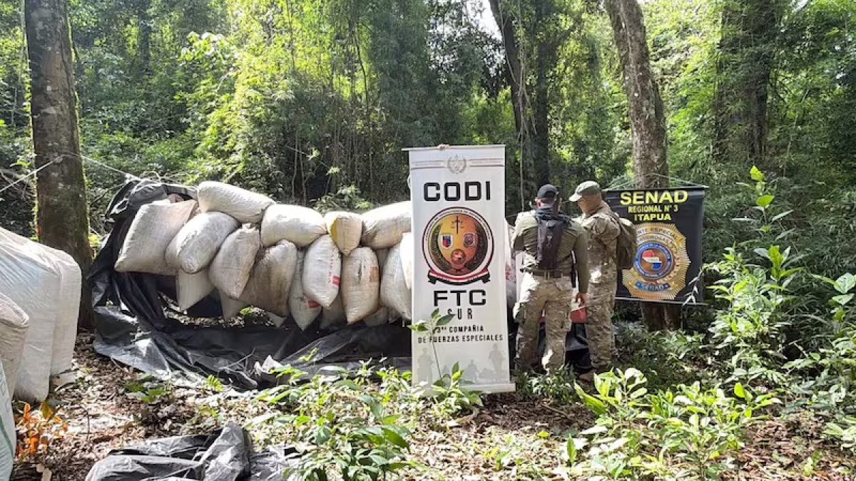 Operación Caazapá II saca de circulación 240 toneladas de marihuana