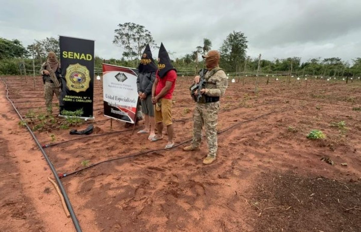 SENAD DESBARATA ESTRUCTURA DEDICADA A LA PRODUCCIÓN DE MARIHUANA TIPO SKUNK EN KARAPA’Ĩ