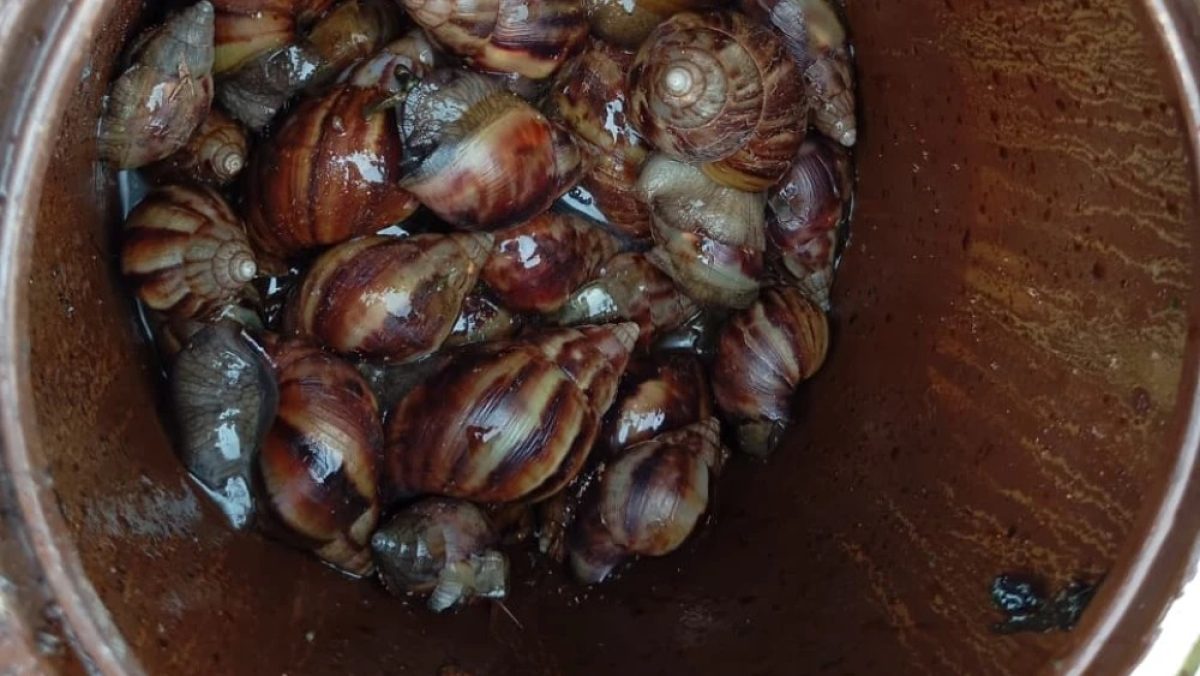 Advierten que el caracol africano no es venenoso, pero puede transmitir enfermedades peligrosas