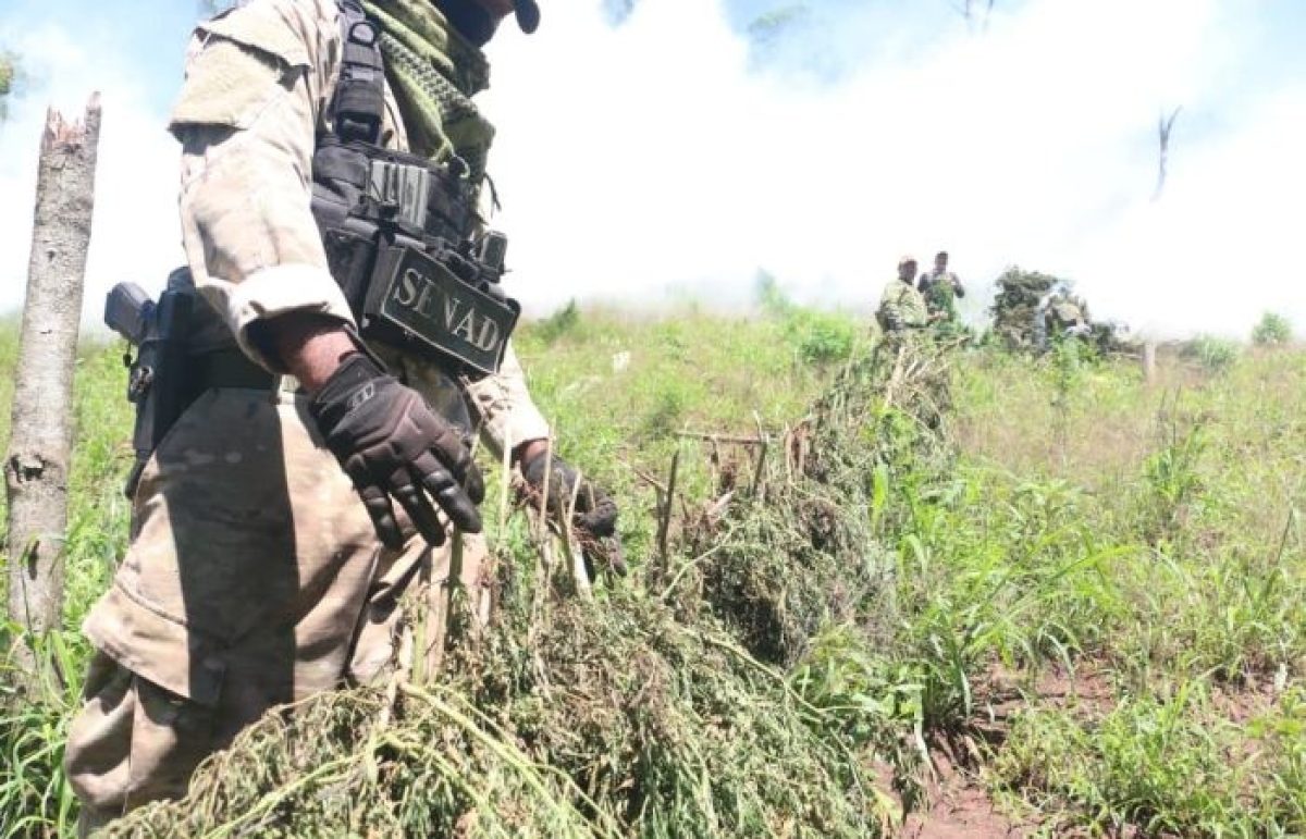 SENAD Y POLICÍA FEDERAL DEL BRASIL GENERAN UN PERJUICIO SUPERIOR A USD 45,5 MILLONES AL NARCOTRÁFICO