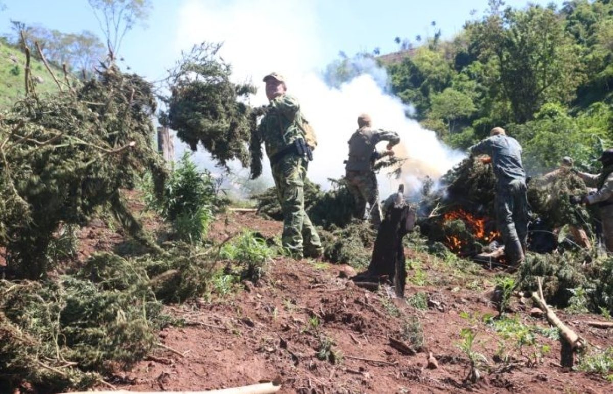 NUEVA ALIANZA 58: MÁS DE 422 TONELADAS DE MARIHUANA FUERA DE CIRCULACIÓN EN AMAMBAY