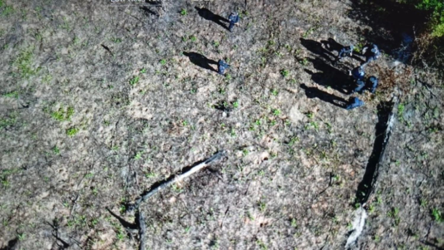 Narcos invaden agropecuaria para cultivo clandestino de marihuana