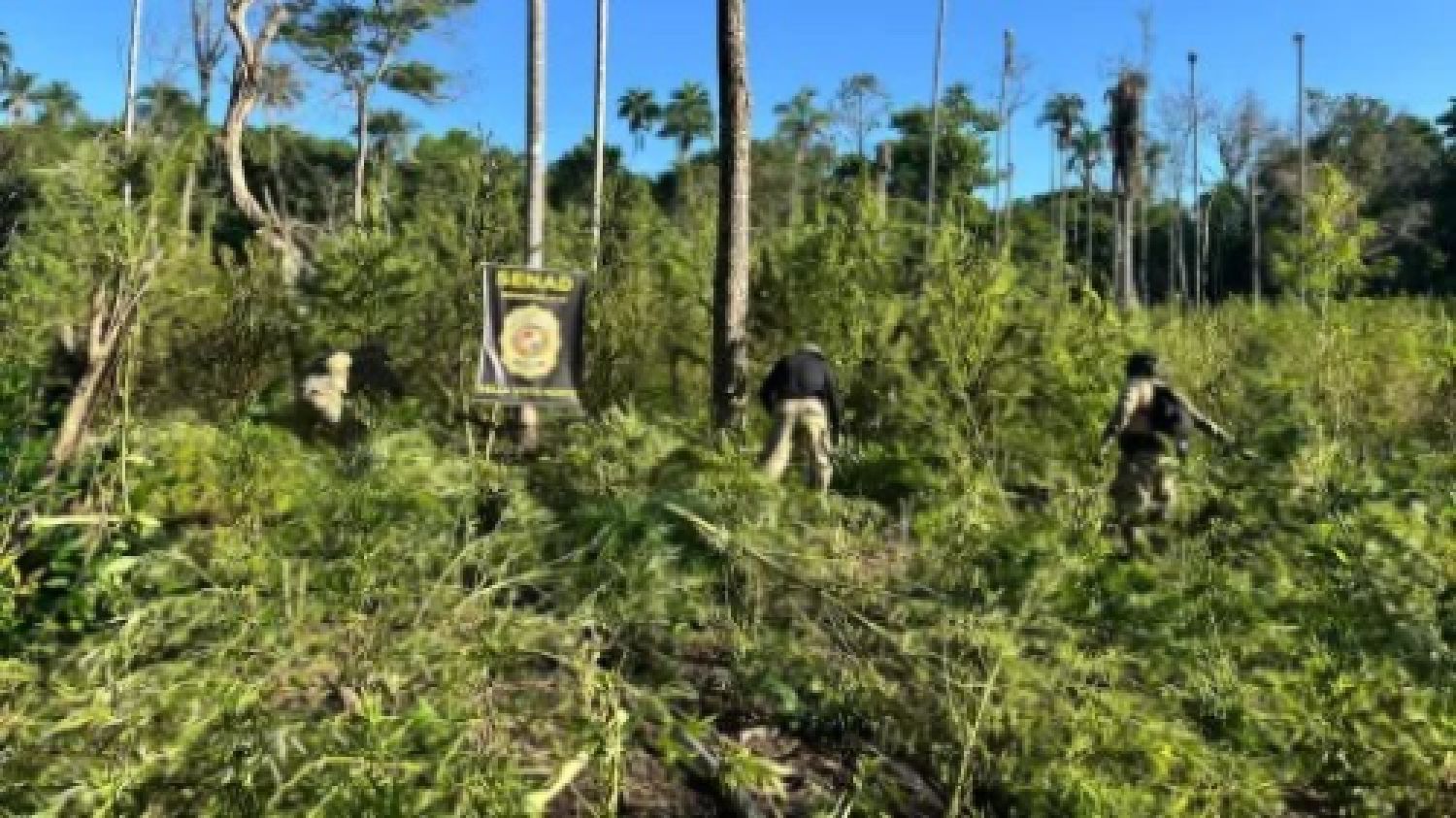Destruyen 10 hectáreas de marihuana en reserva forestal de Bella Vista