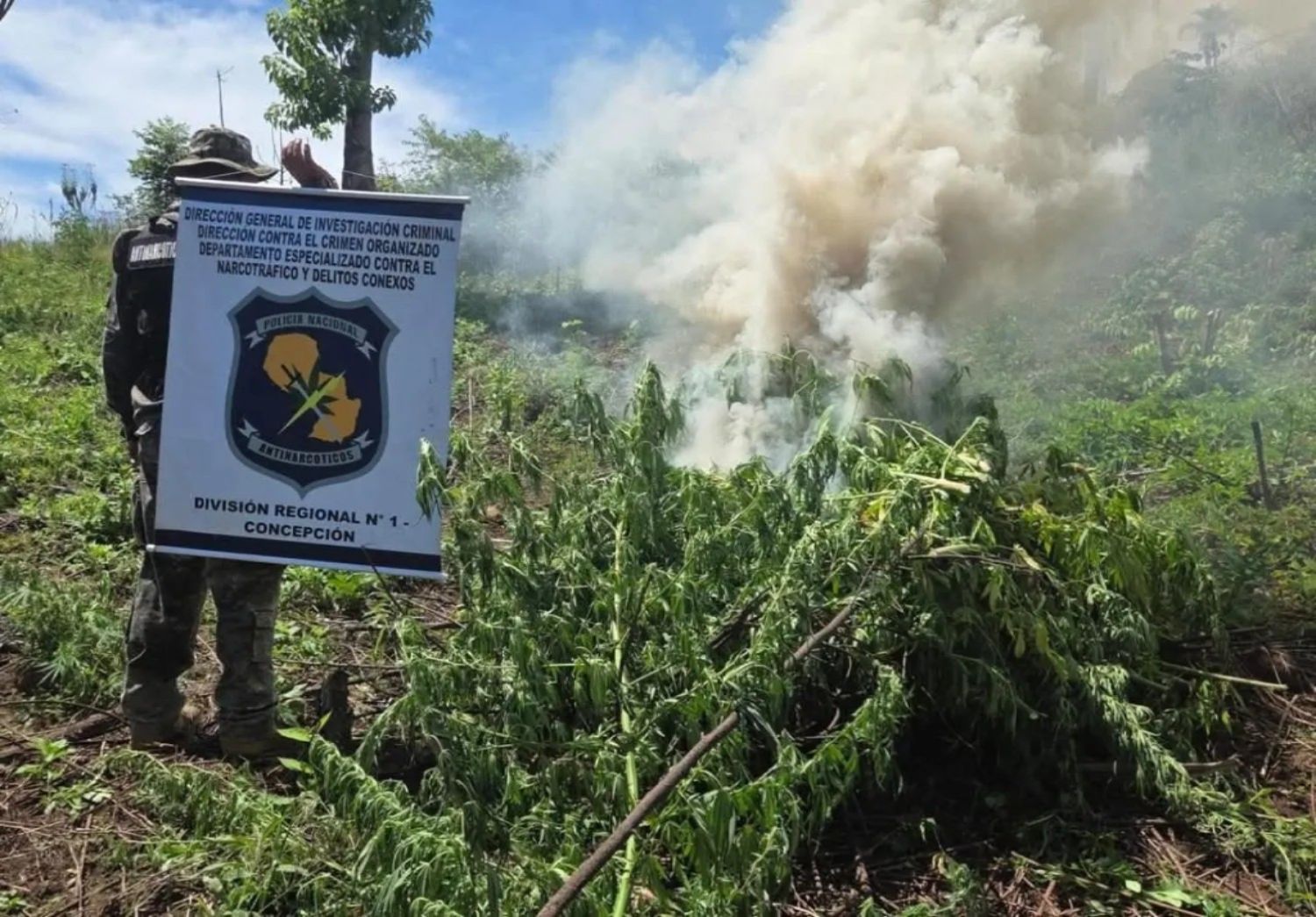Agentes Antinarcóticos de la Regional Concepción, destruyen 12 hectáreas aproximadamente de marihuana en operativo en el Amambay