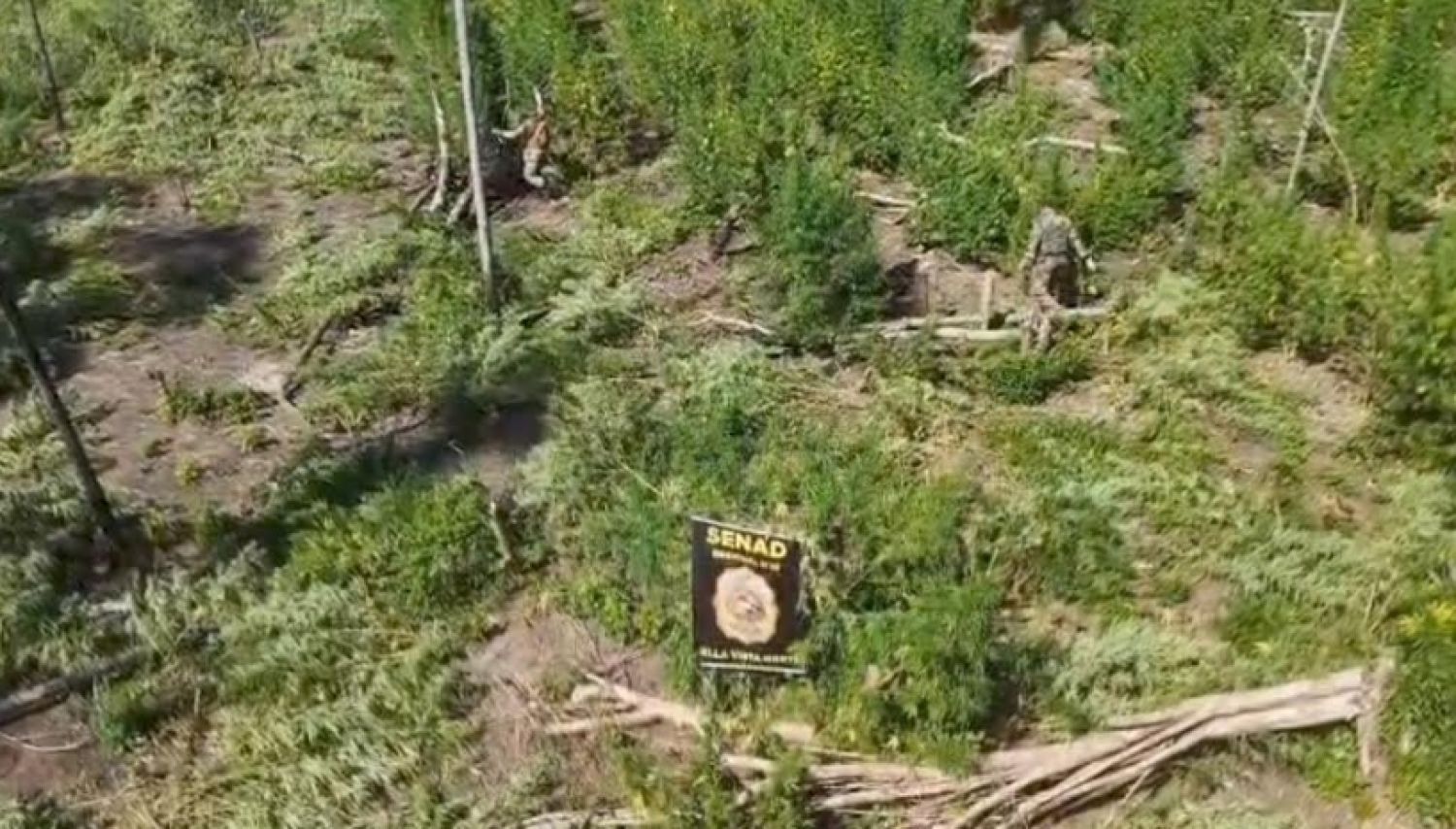 SENAD anula 54 toneladas de marihuana y destruye campamentos narcos en Bella Vista Norte
